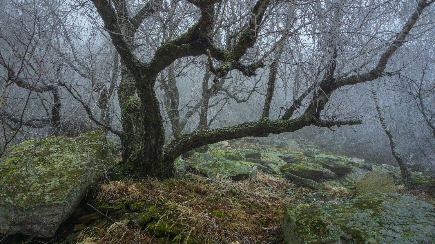 туман, лес, развалка, Максим
