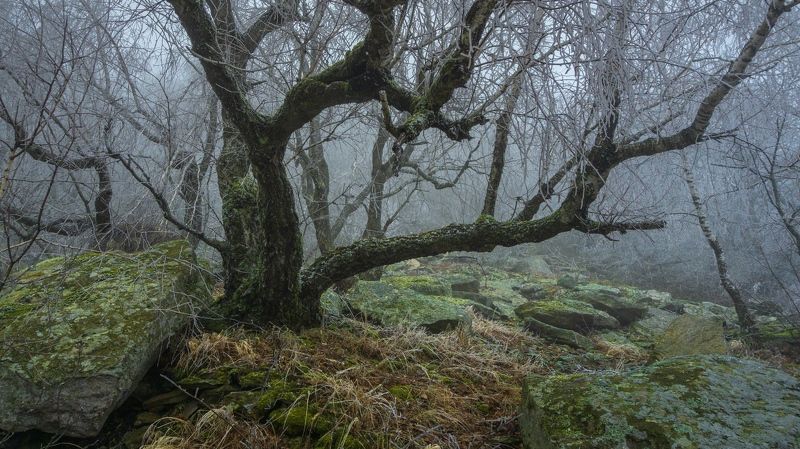 туман, лес, развалка  фото превью