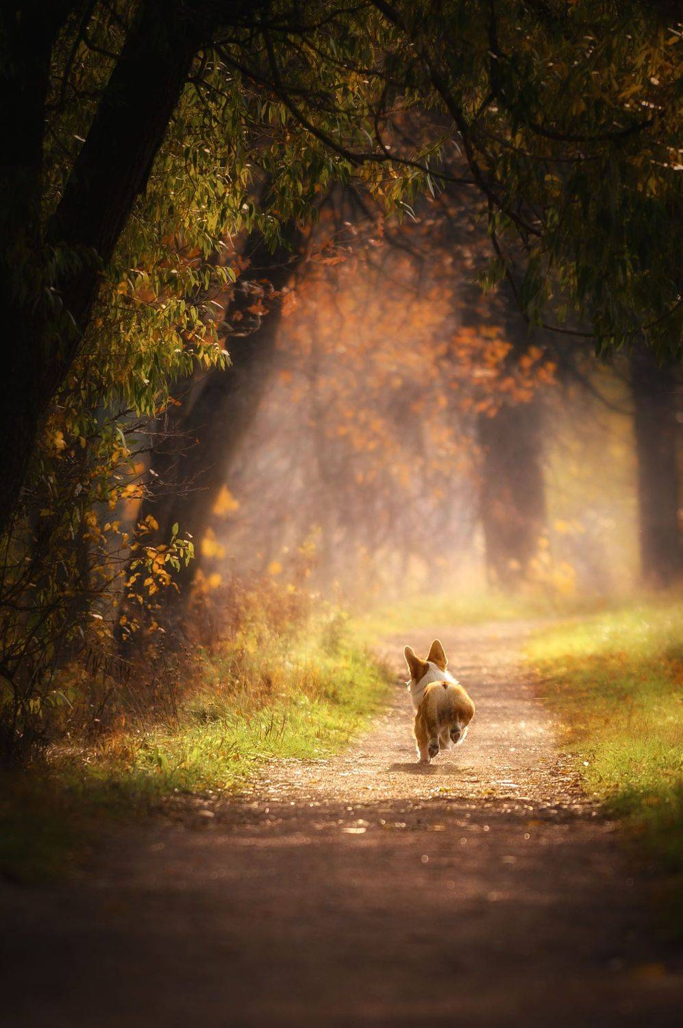 корги, Photo Lesnoe