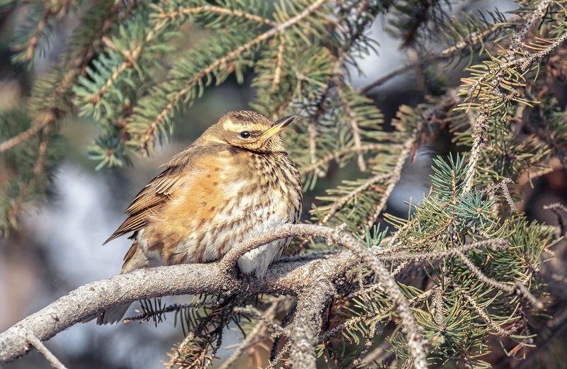 птица, дрозд белобровик, белобровик.. фото превью