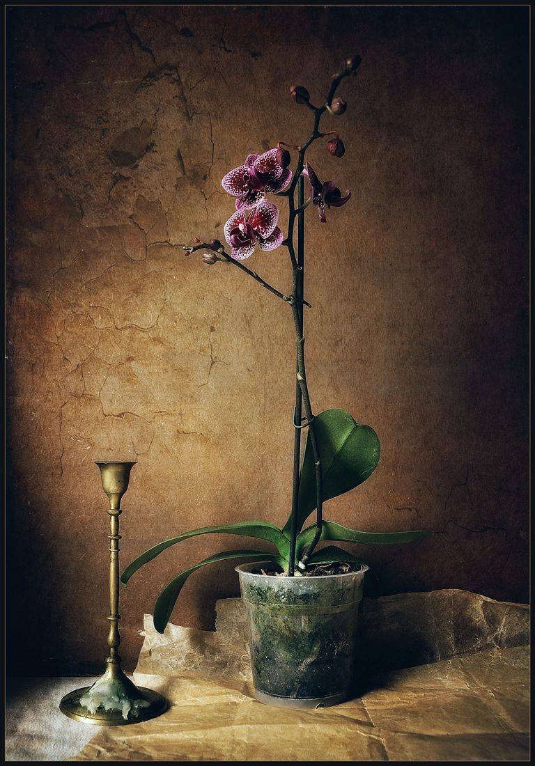 , Александр Хромеев