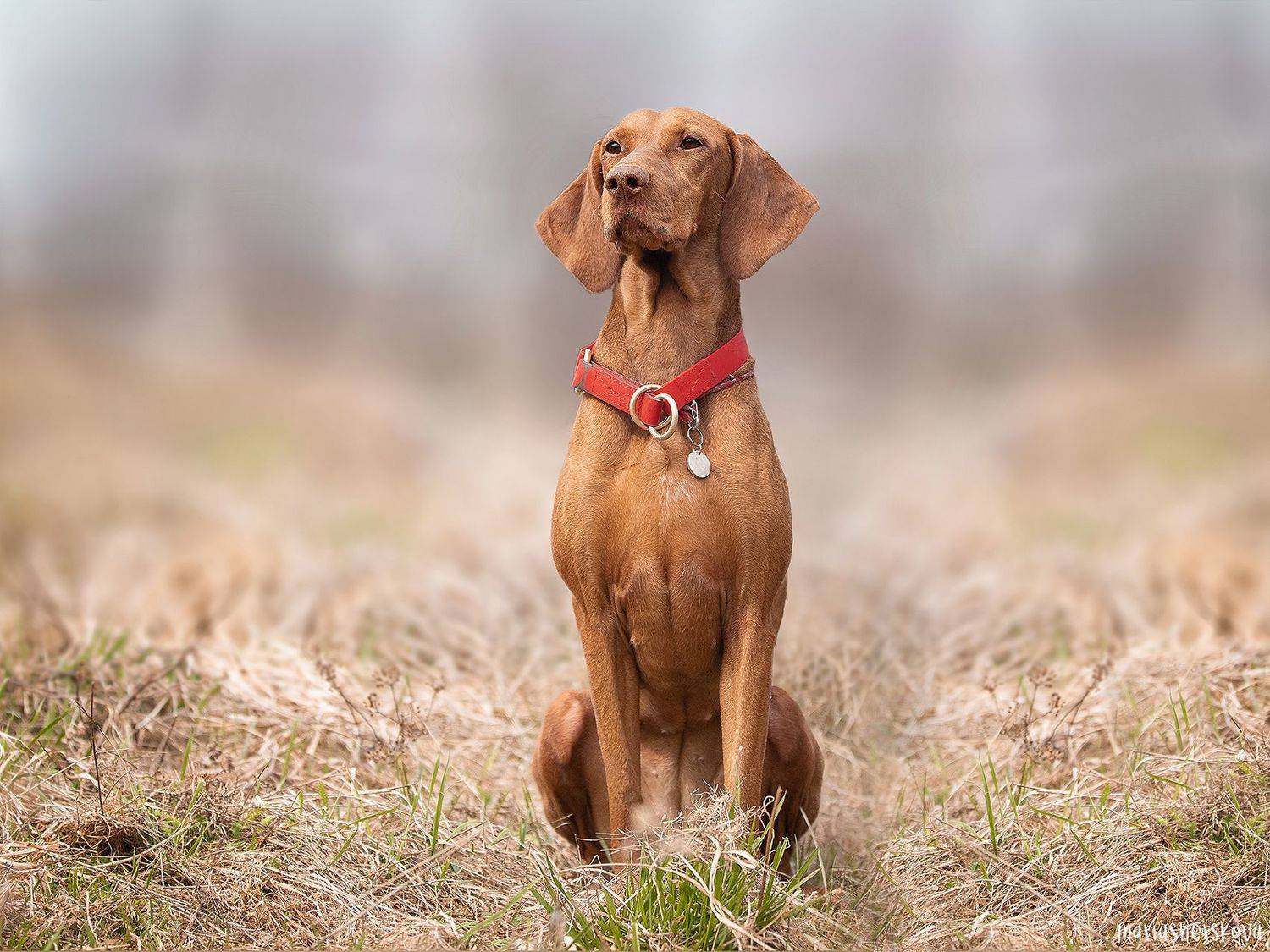 собака, домашние животные, охотничьи собаки, выжла, венгерская выжла, фотограф анималист, фотосъемка собак, Шерскова Мария