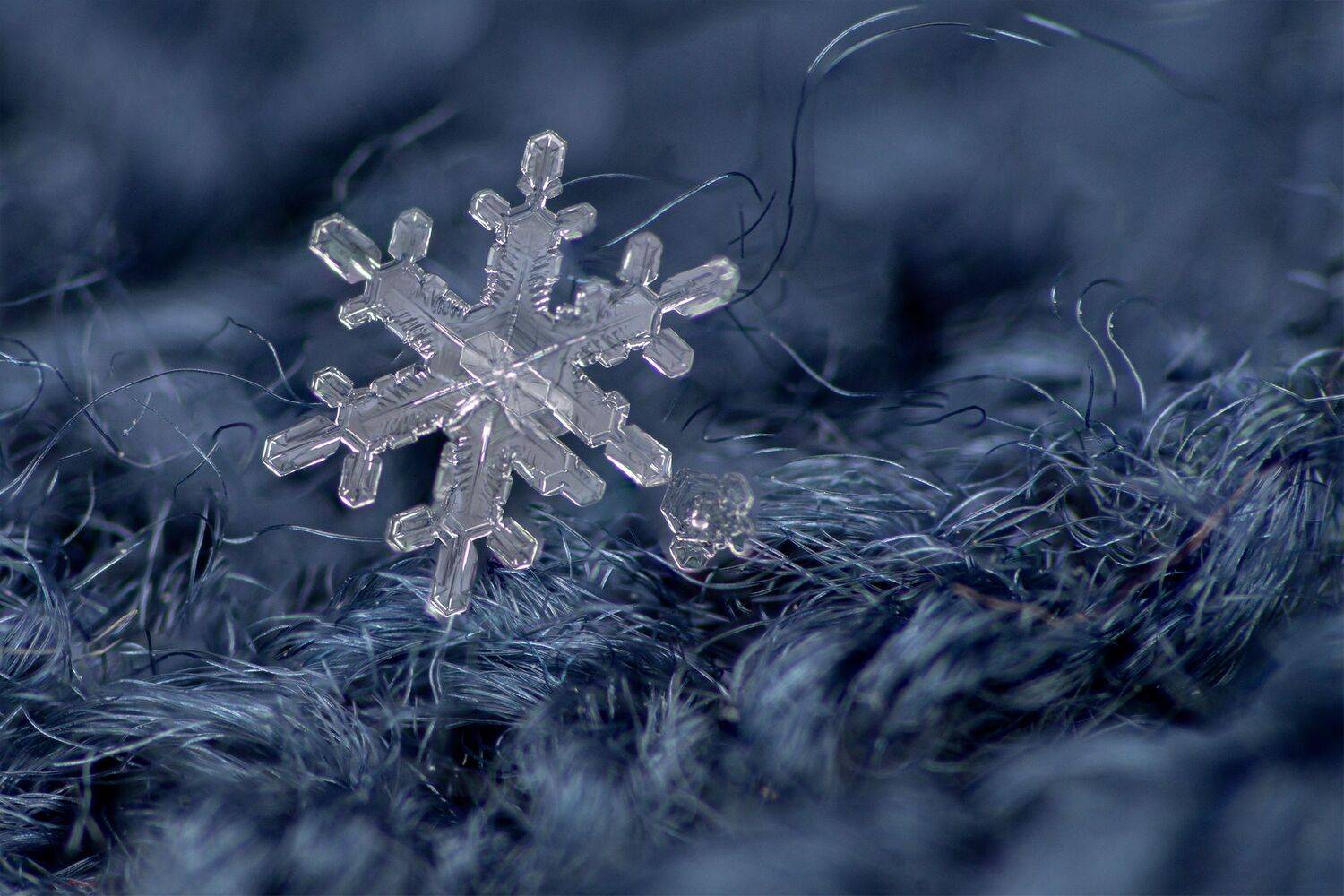 ceclii, macro, Tsvetan Ganev