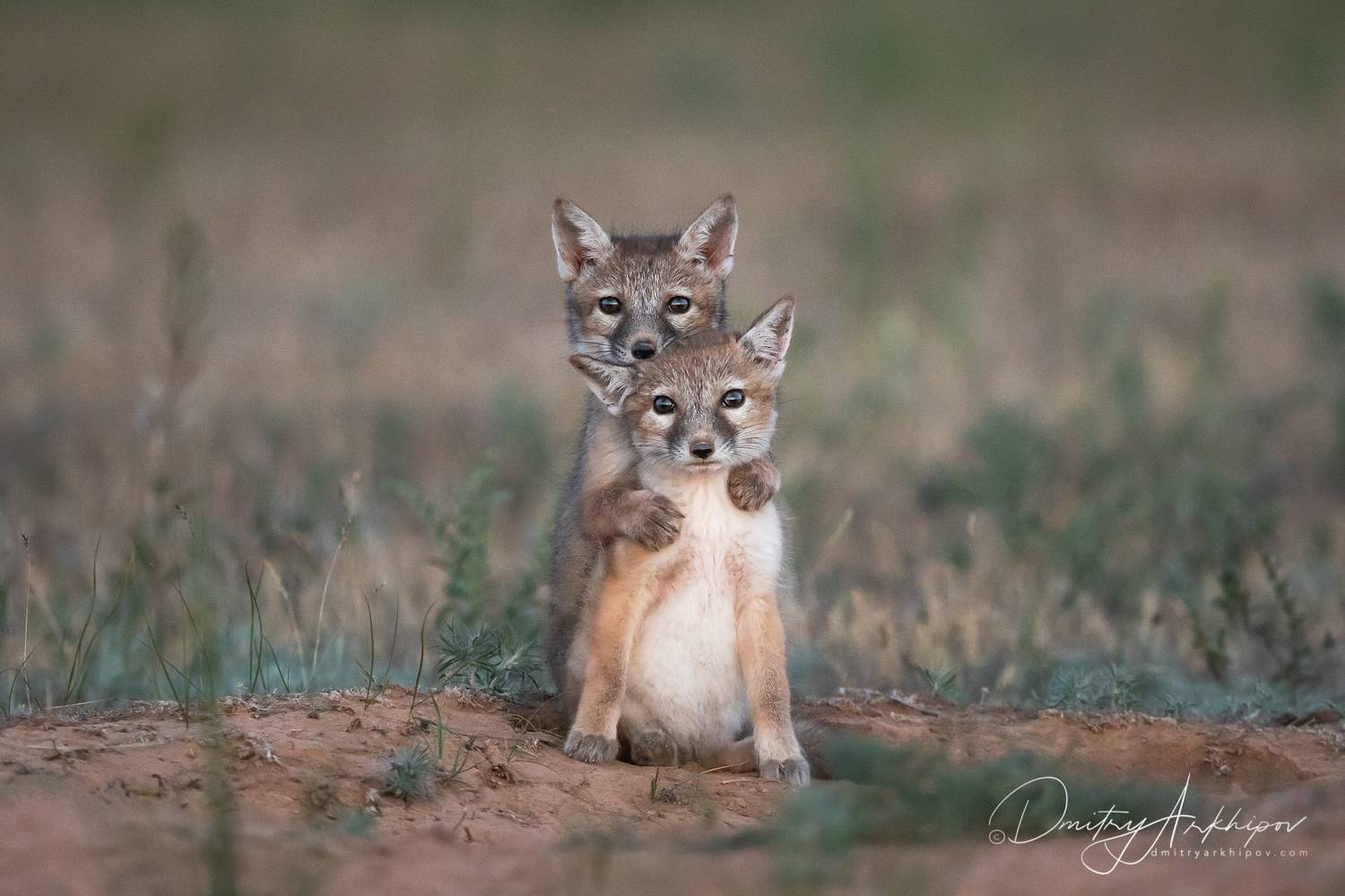 , Дмитрий Архипов