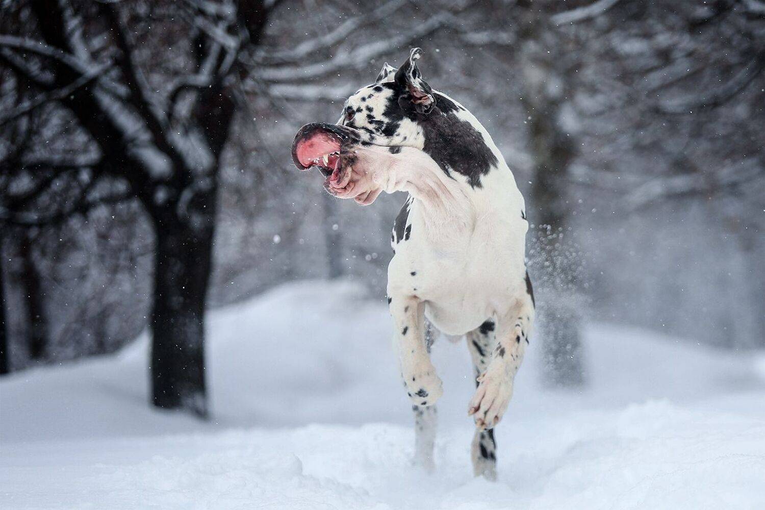 , Андрей Ершов