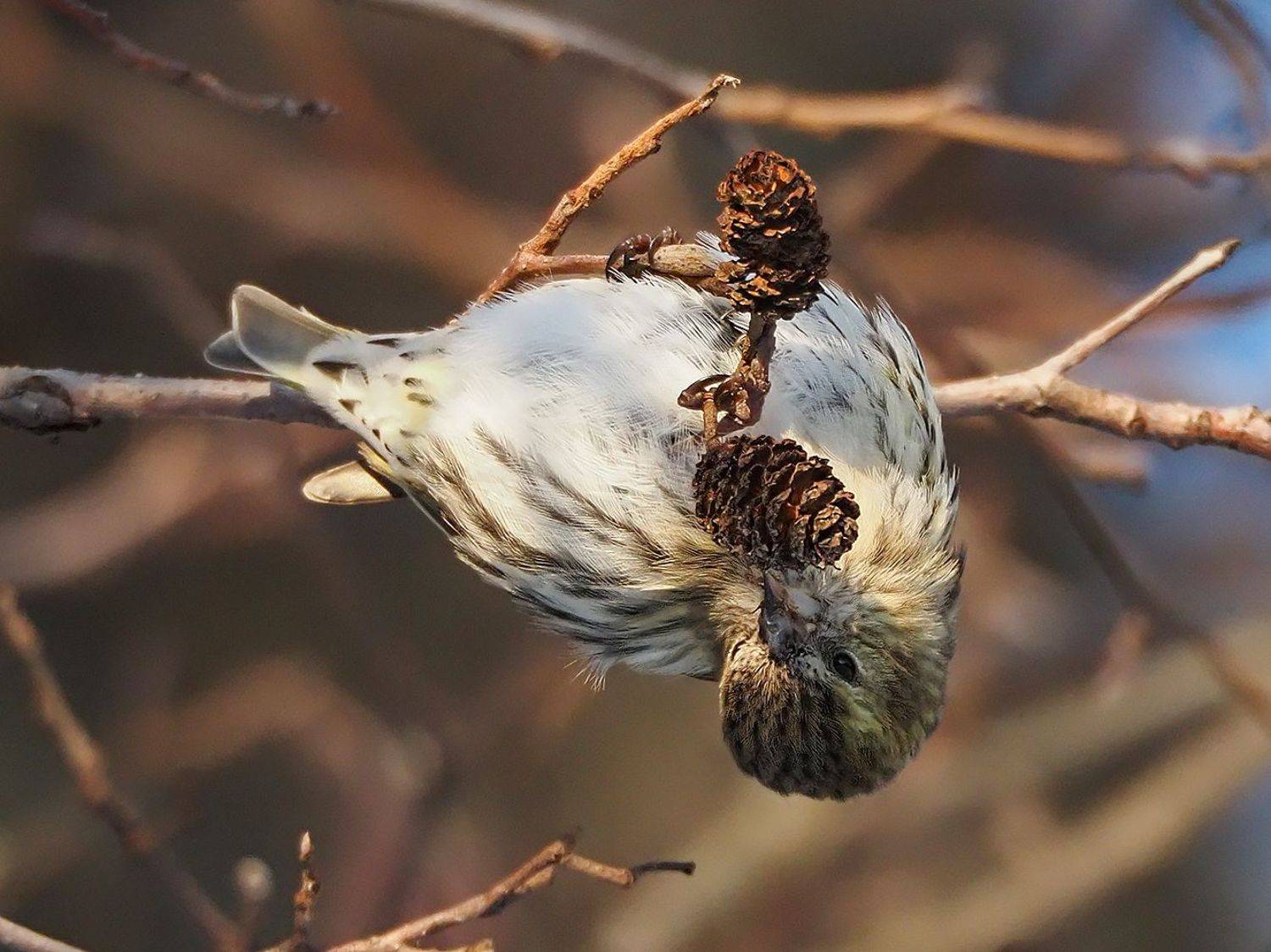 , Сергей Духанин