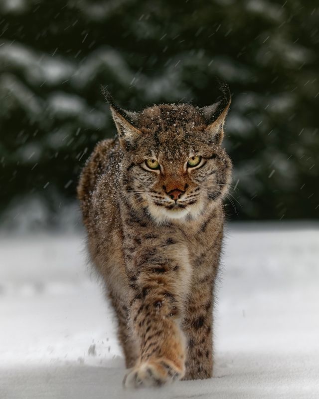 big cat, lynx, bobcat, winter, snow Meet the lynx фото превью
