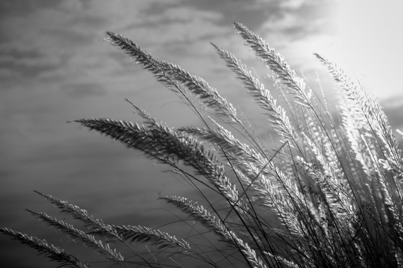 Flowers фото превью