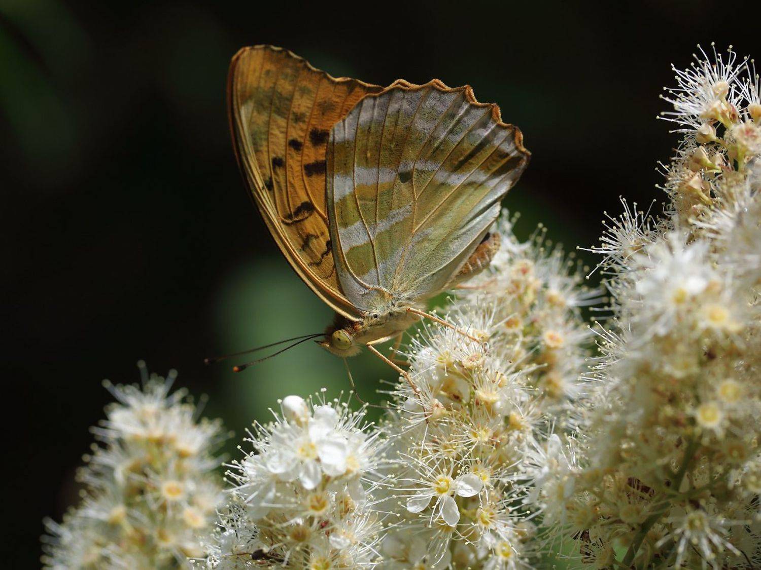 , Сергей Фудиненко