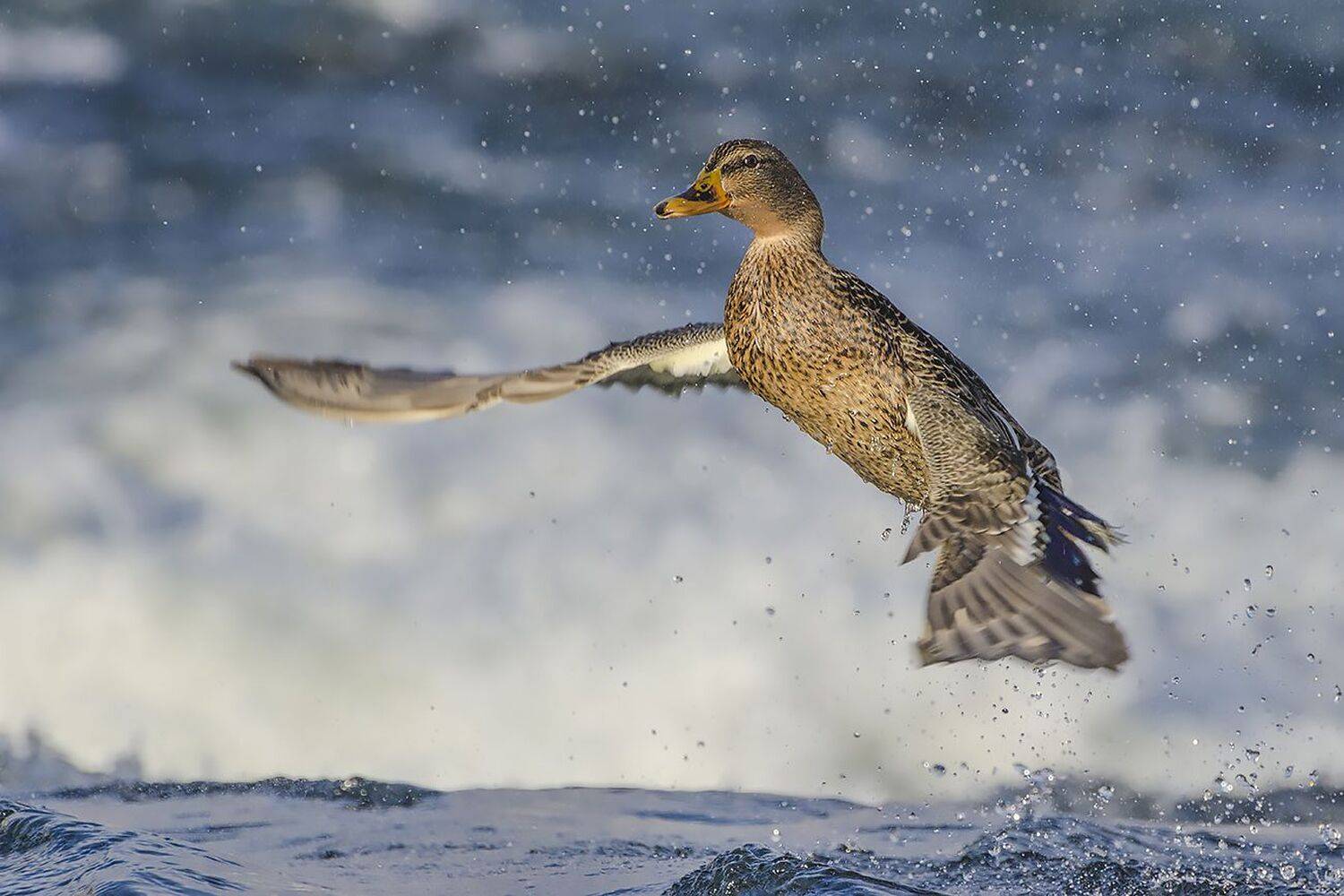 птица, утка, кряква, Михаил Агеев