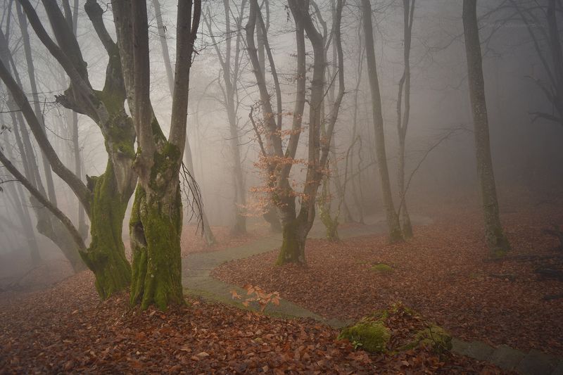 Дорожка в туман фото превью
