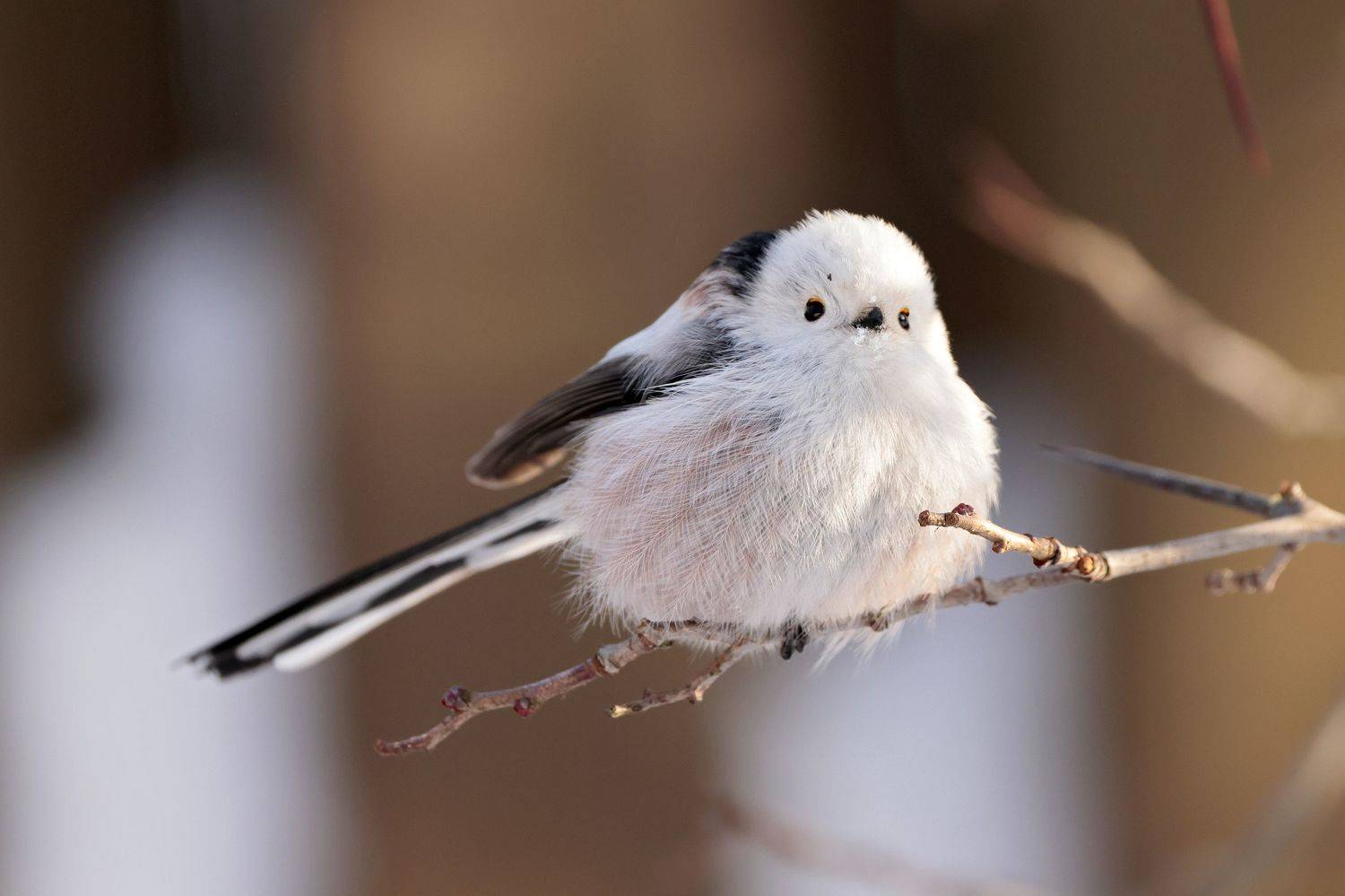 ополовник, птицы, синица, Попов Алексей