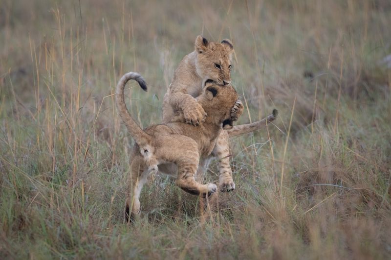 lion, cub, cubs, animals, wil life, wild animals, mammals, nature, safari, africa, kenya, masai mara Young Fighters фото превью