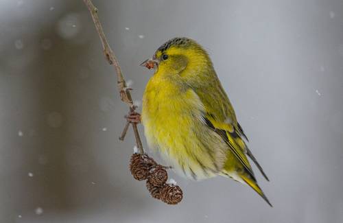 Чиж (Spinus spinus).