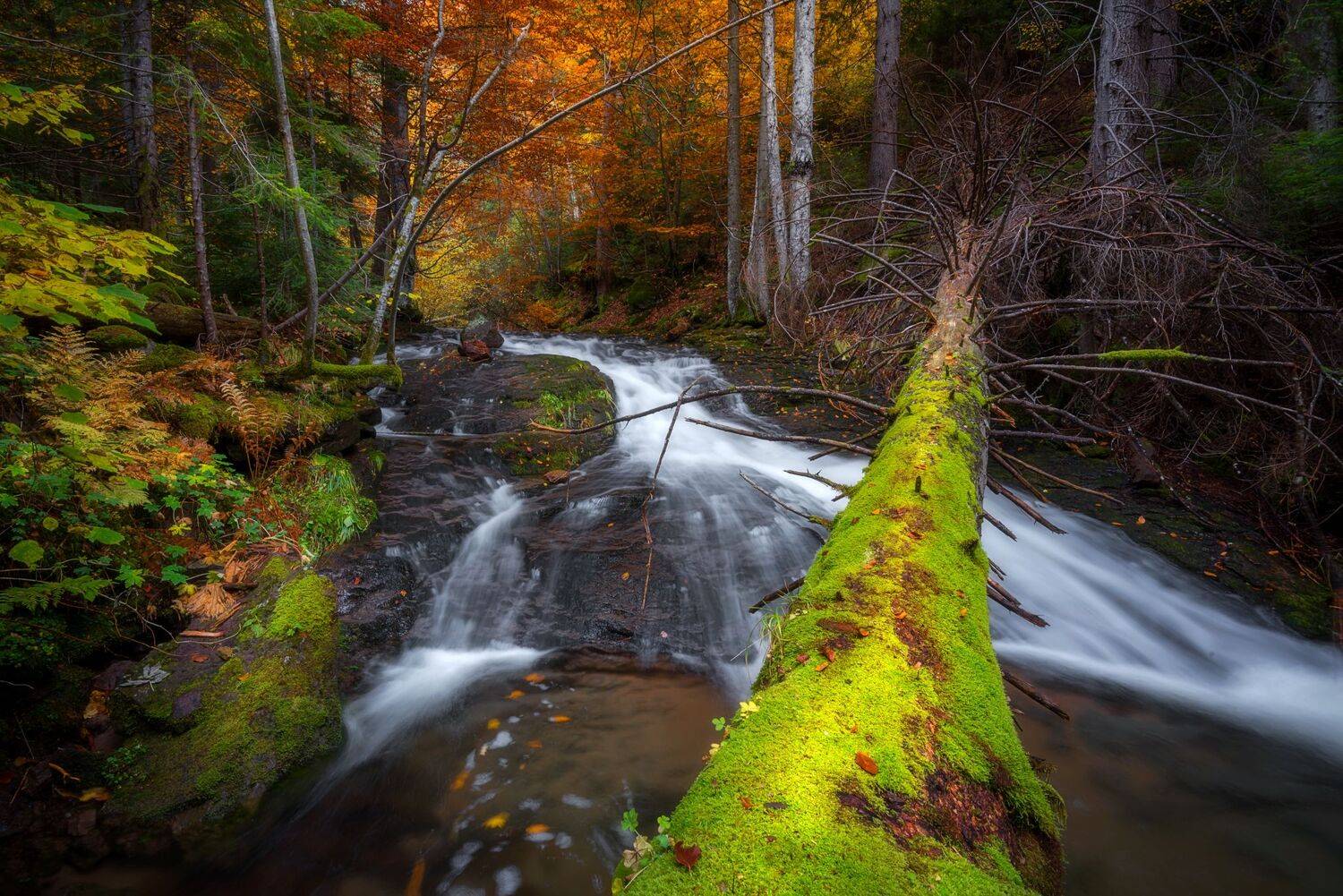, Mariyana Atanasova - Lucero