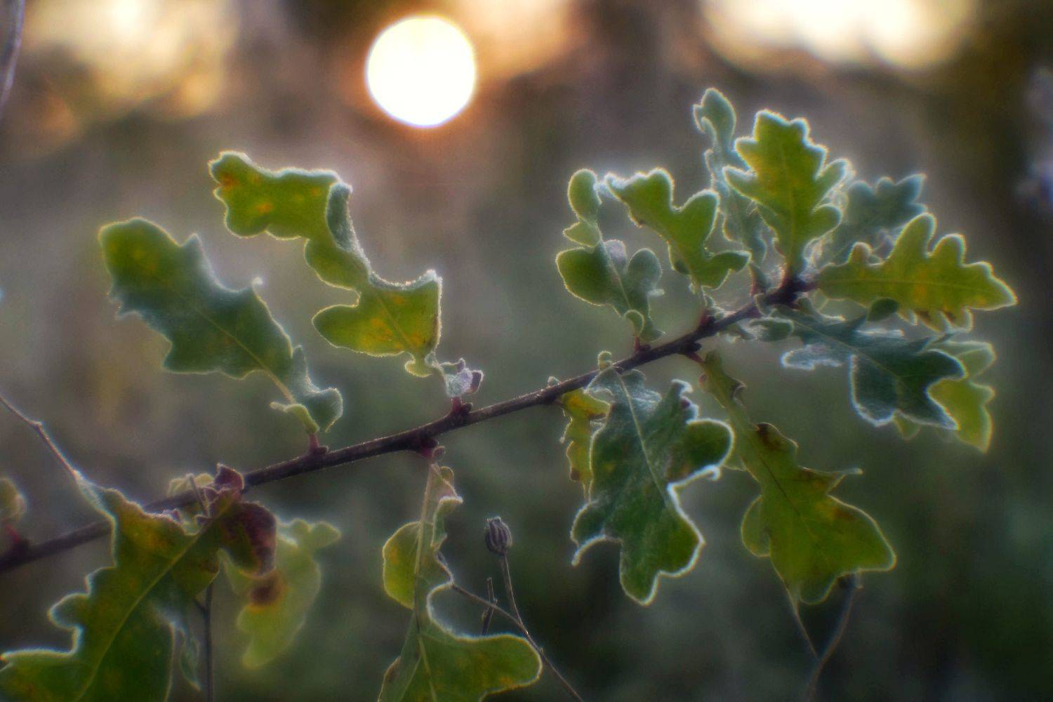 , Владимир Леликов-Кузьменко
