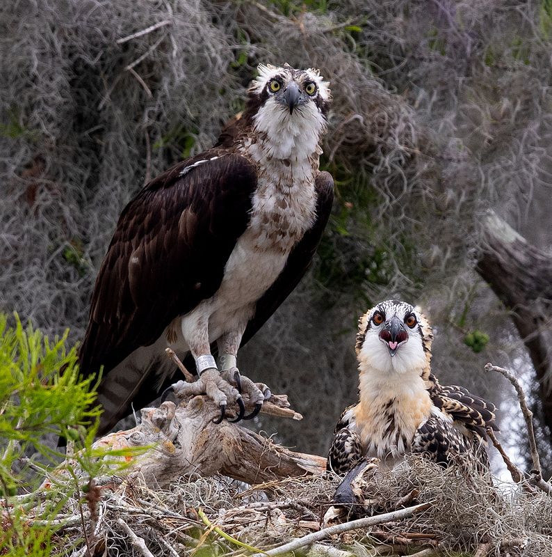 cкопа, osprey, florida, хищные птицы, wildlife Osprey with baby - Cкопа фото превью