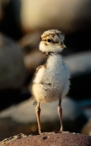 金眶鸻（学名：Charadrius dubius）