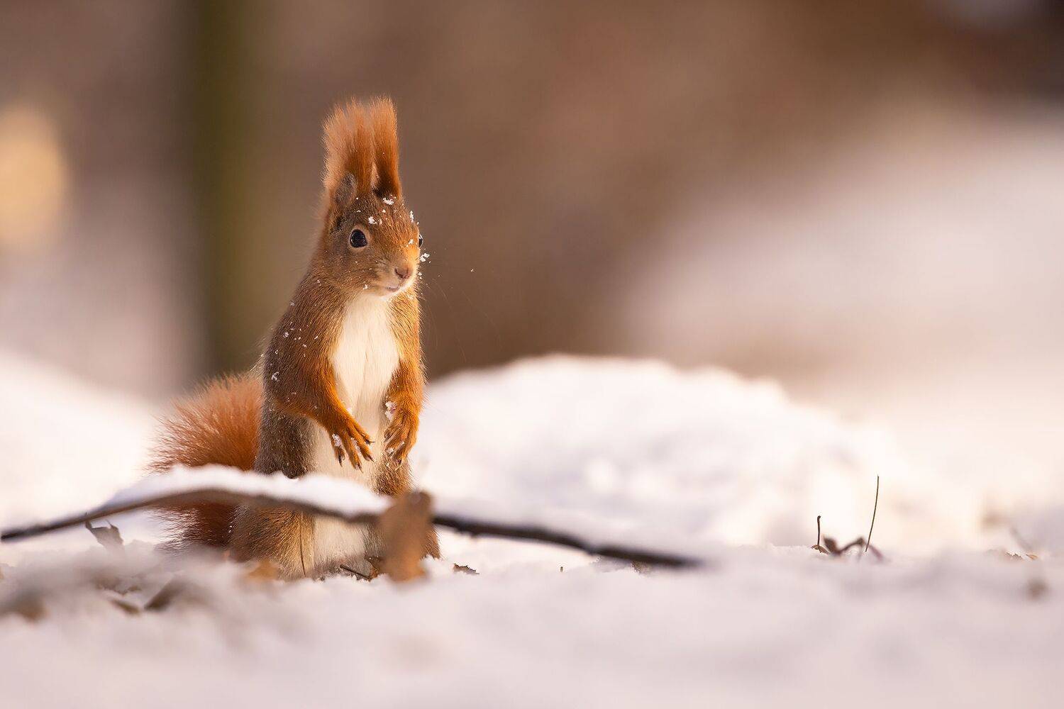 Squirrel in winter. Автор: Robert Adamec , Robert Adamec