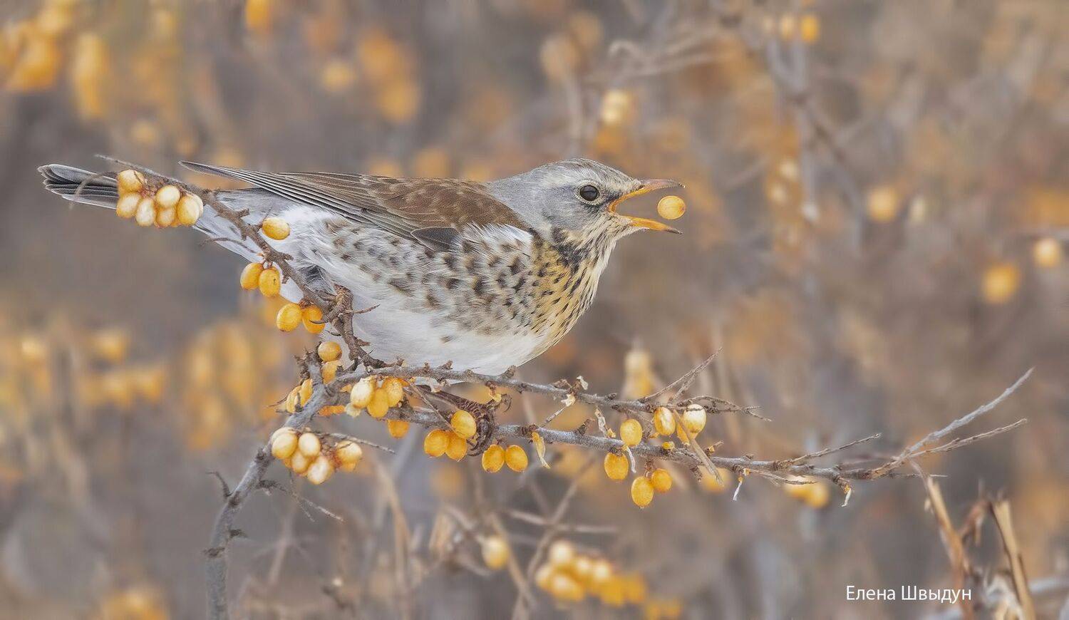 bird of prey, animal, birds, bird,  animal wildlife,  nature,  animals in the wild, рябинник, field fare, птицы, птица, Елена Швыдун