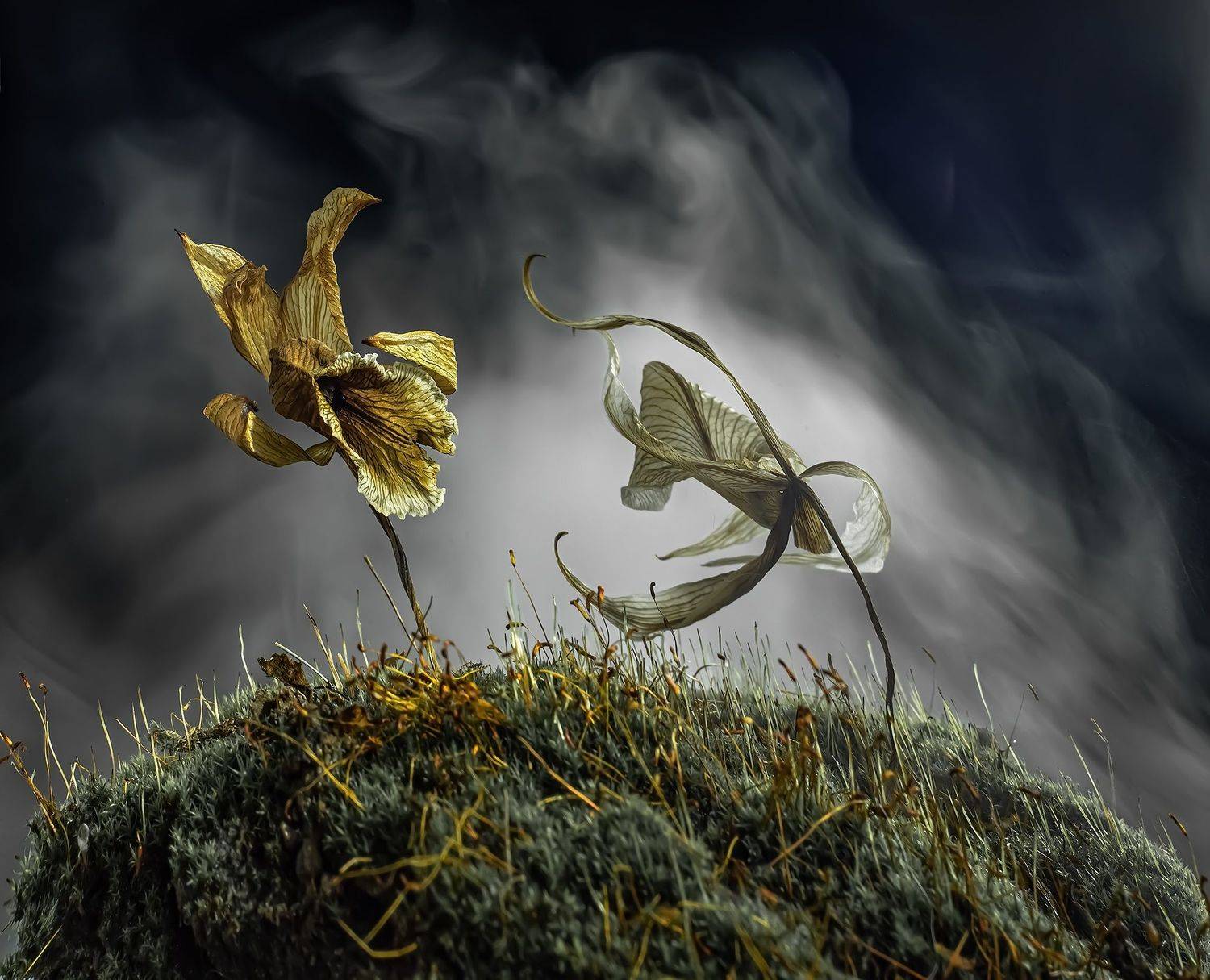 , Черновол Валентин