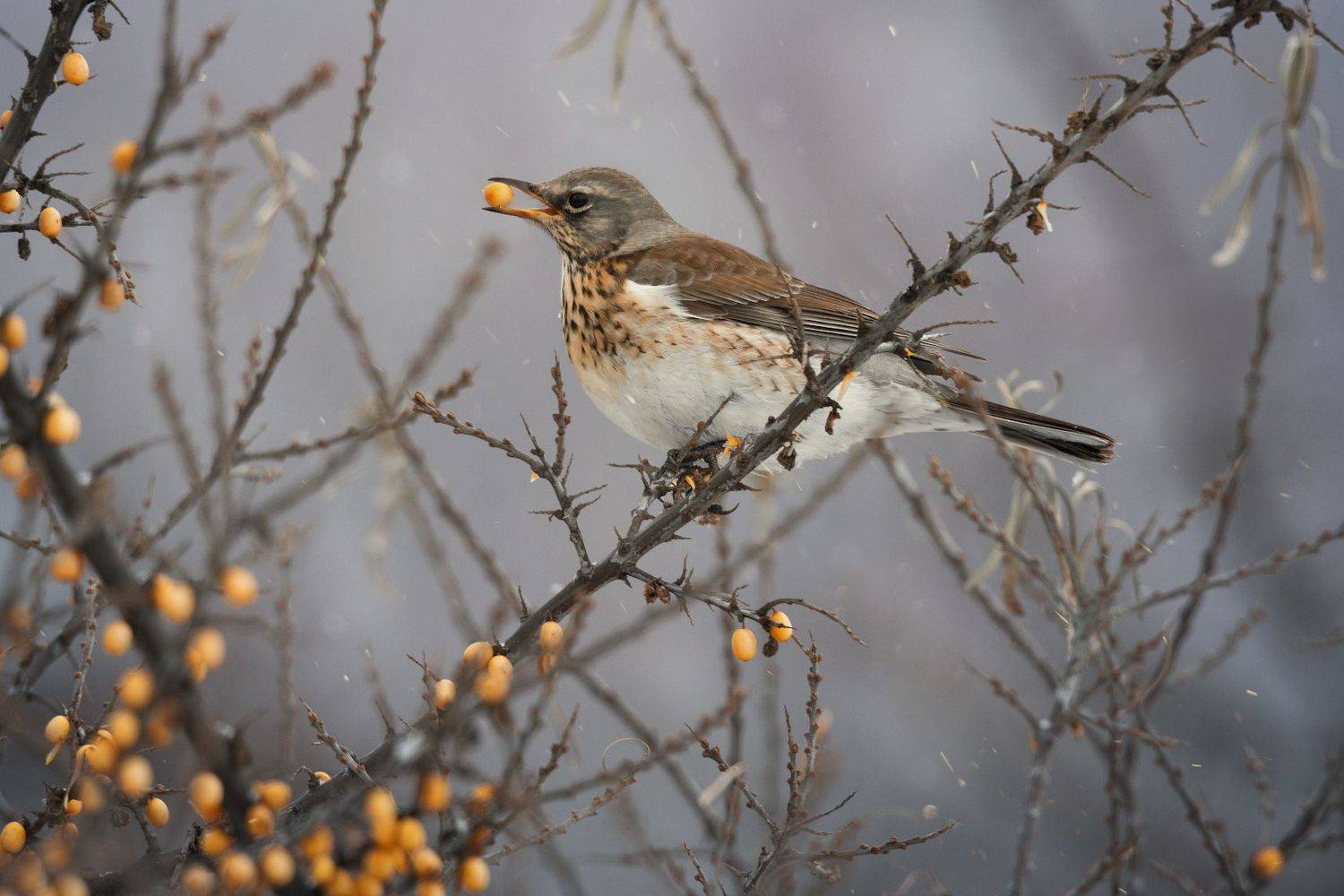природа, лес, поля, огороды, животные, птицы, макро, Посевич Дмитрий