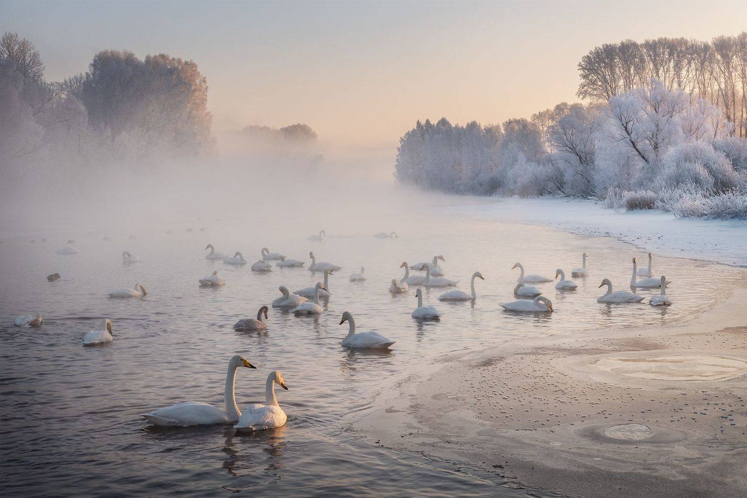 алтай, алтайский край, лебединый заказник, семилетка, озеро светлое, лебединое озеро, лебеди, лебеди кликуны, кликуны, птицы россии, зимовка птиц, деревья в инее, иней, зима, январь, туман, Рубан Алена