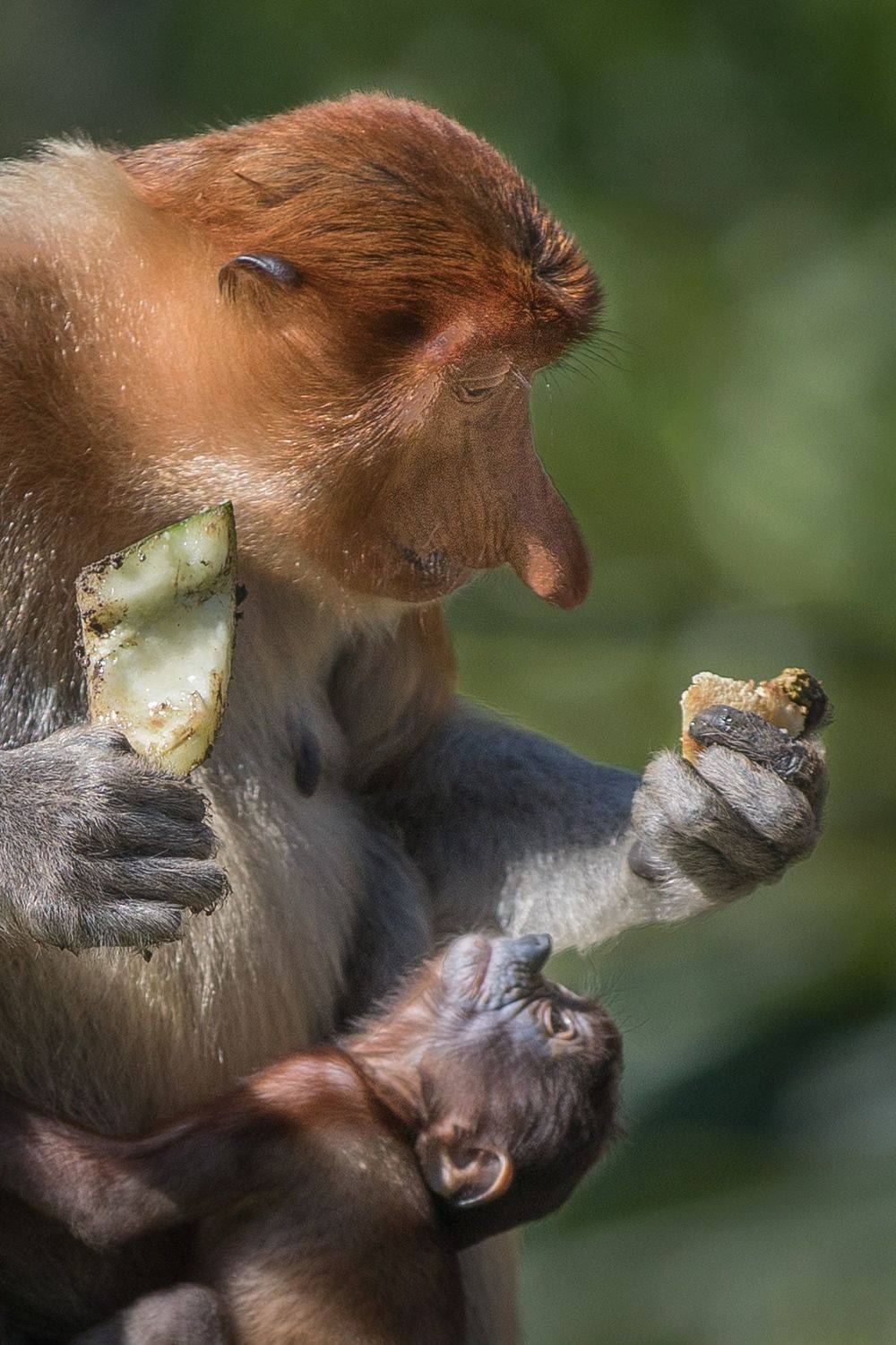 , Логунов Максим