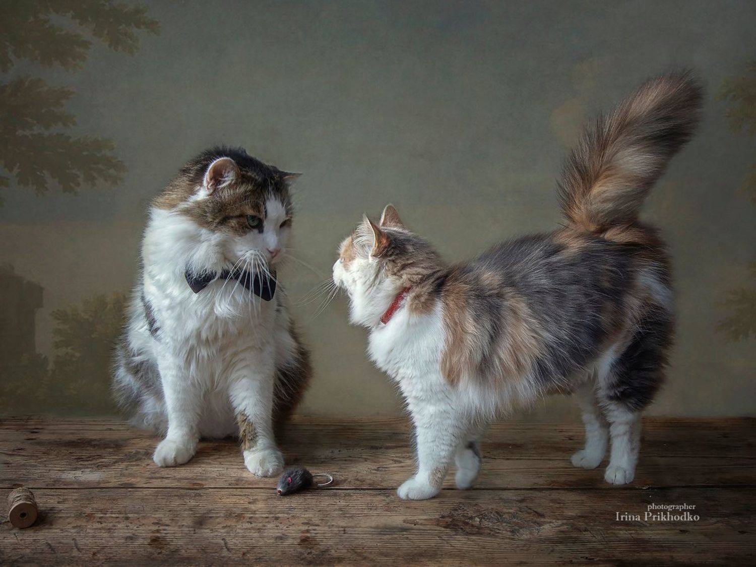 постановочное фото, котики, котонатюрморт, домашние питомцы, Приходько Ирина