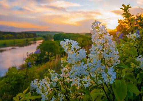 Белая сирень