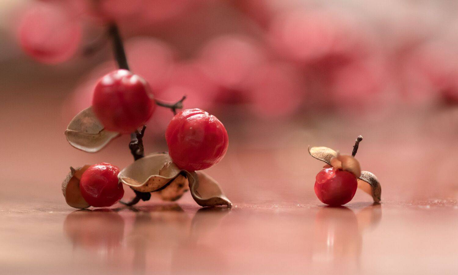 макро,природа,флора, ягоды,бересклет,, Антонина Яновска