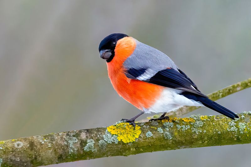 Eurasian bullfinch фото превью