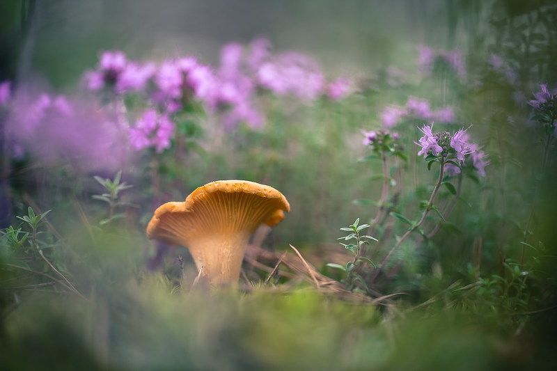 Цветет чабрец фото превью