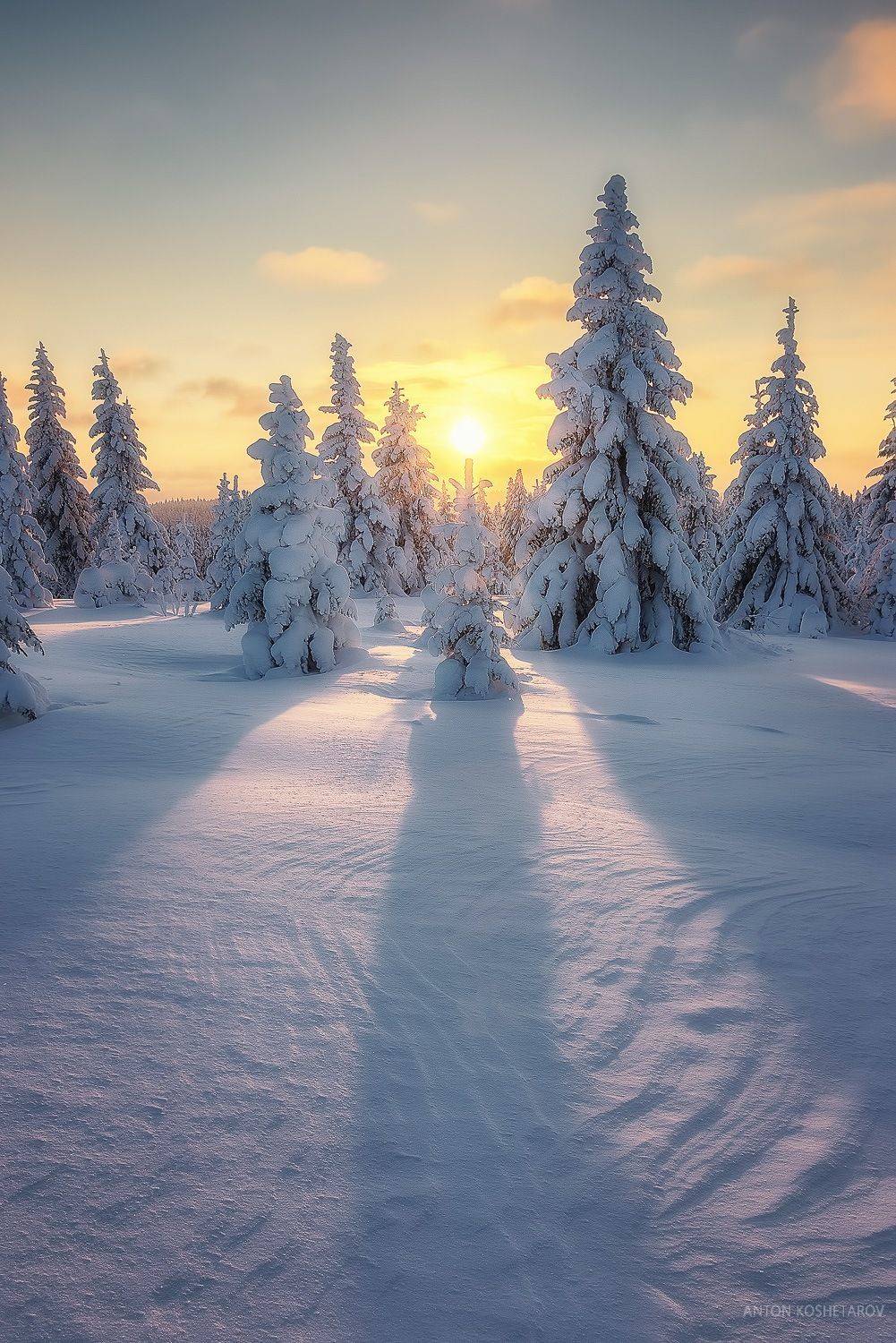 , Антон Кошетаров