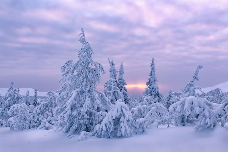 зима, урал, север, снег, ветер, сугроб, гух, главный уральский хребет, рассвет Рассвет в долине реки Малая Лямпа фото превью