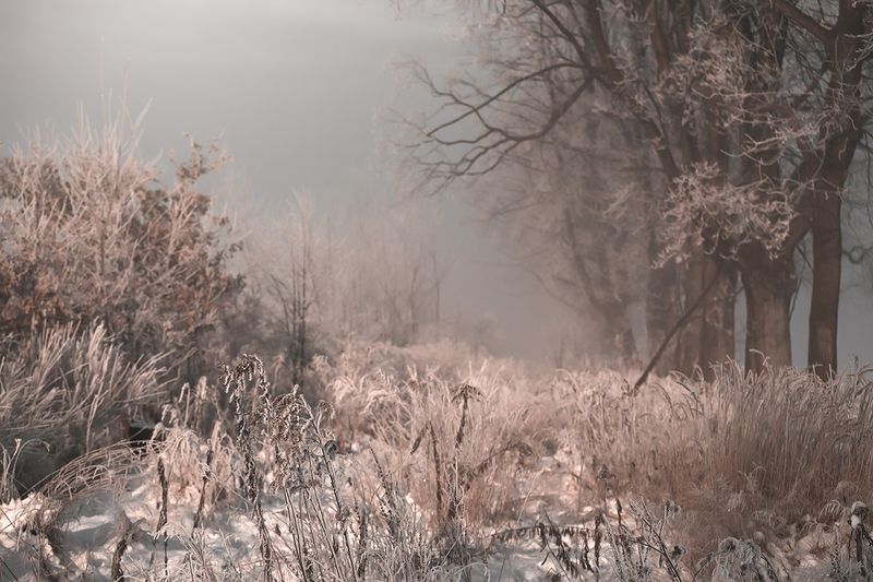 Winter фото превью