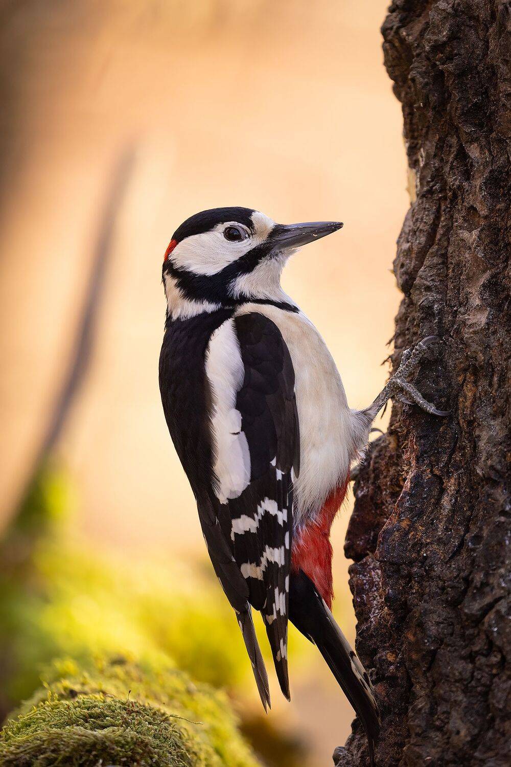 , Robert Adamec