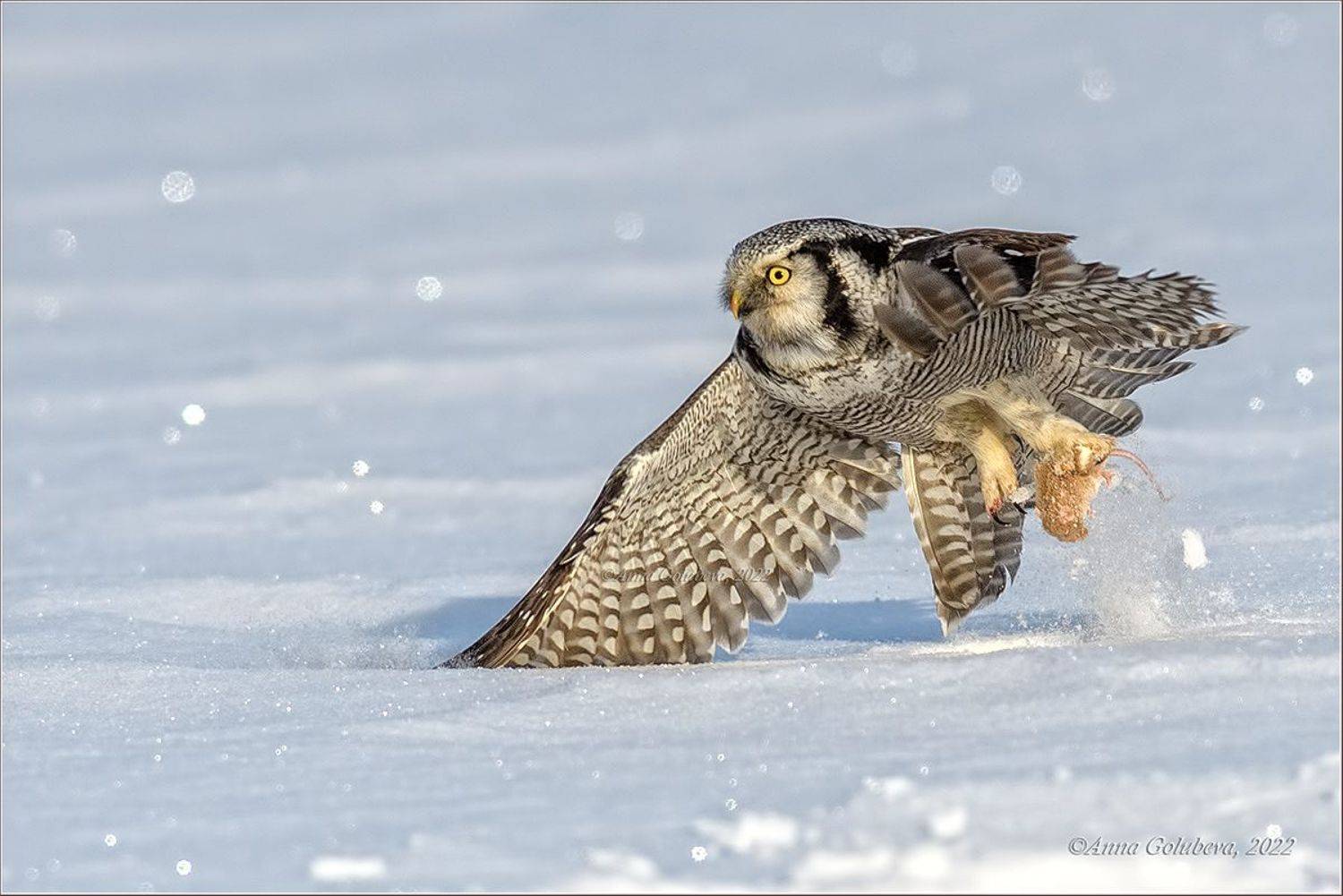 птицы, природа, сова, ястребиная сова, surnia ulula, northern hawk owl, зима, январь, 2022, подмосковье, Анна Голубева