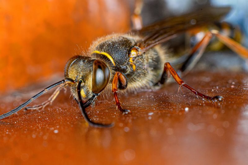 Black and yellow mud dauber фото превью