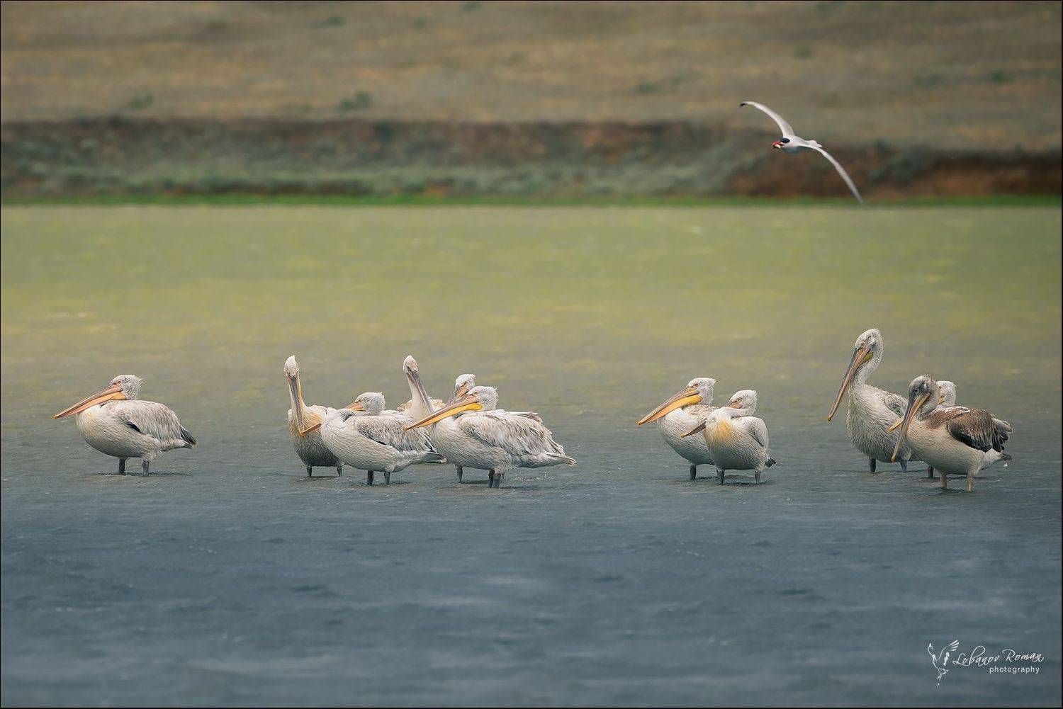 пеликан, маныч, птицы, лобанов, Lobanov Roman