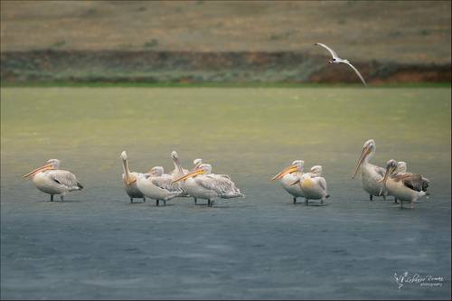 Перед бурей