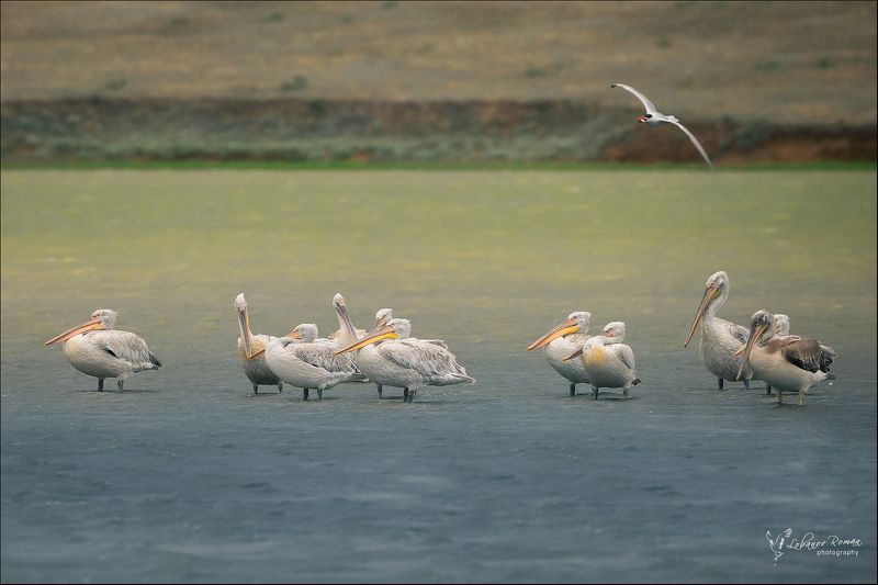 пеликан, маныч, птицы, лобанов Перед бурей фото превью