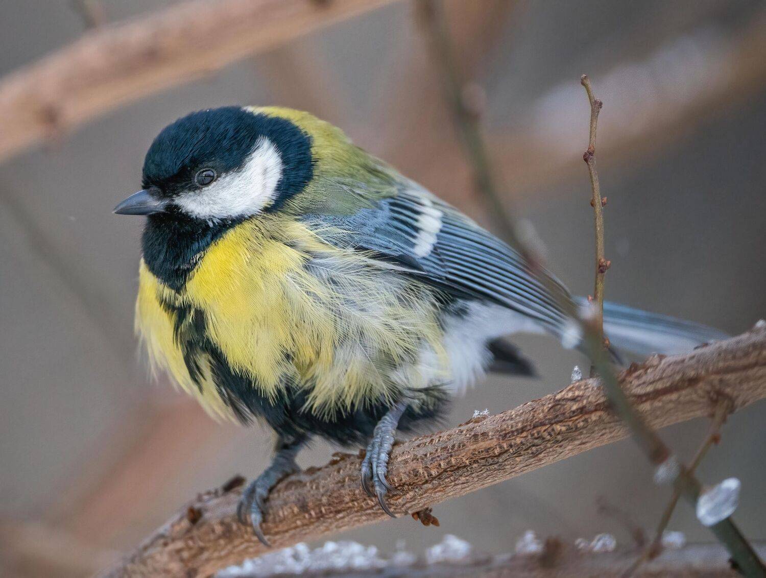 , Константин Дэм