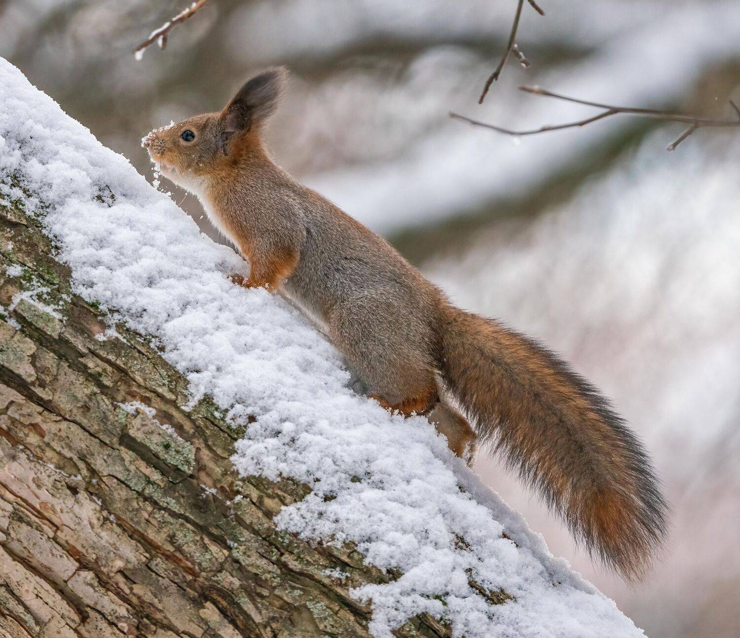 , Константин Дэм