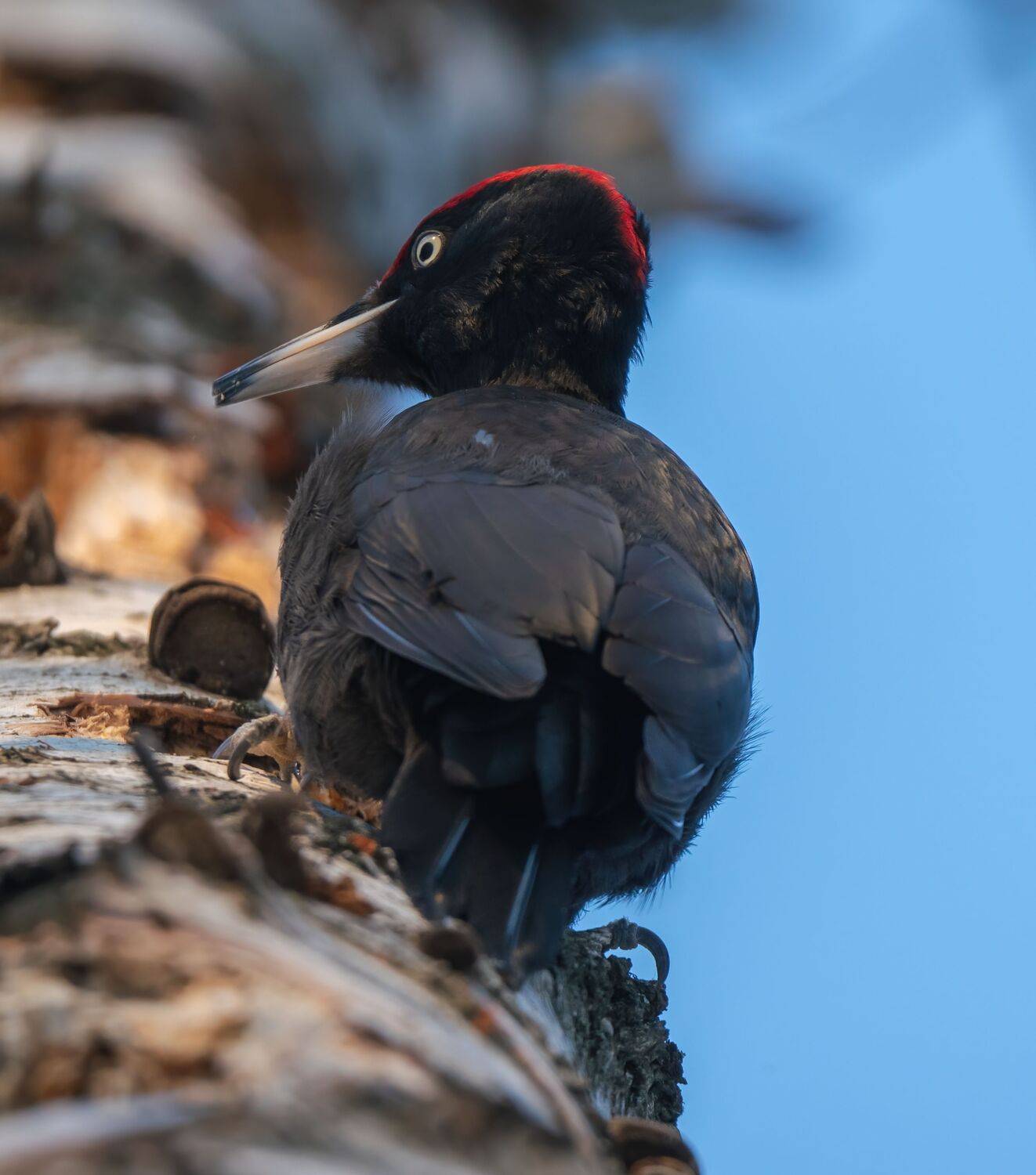 , Константин Дэм
