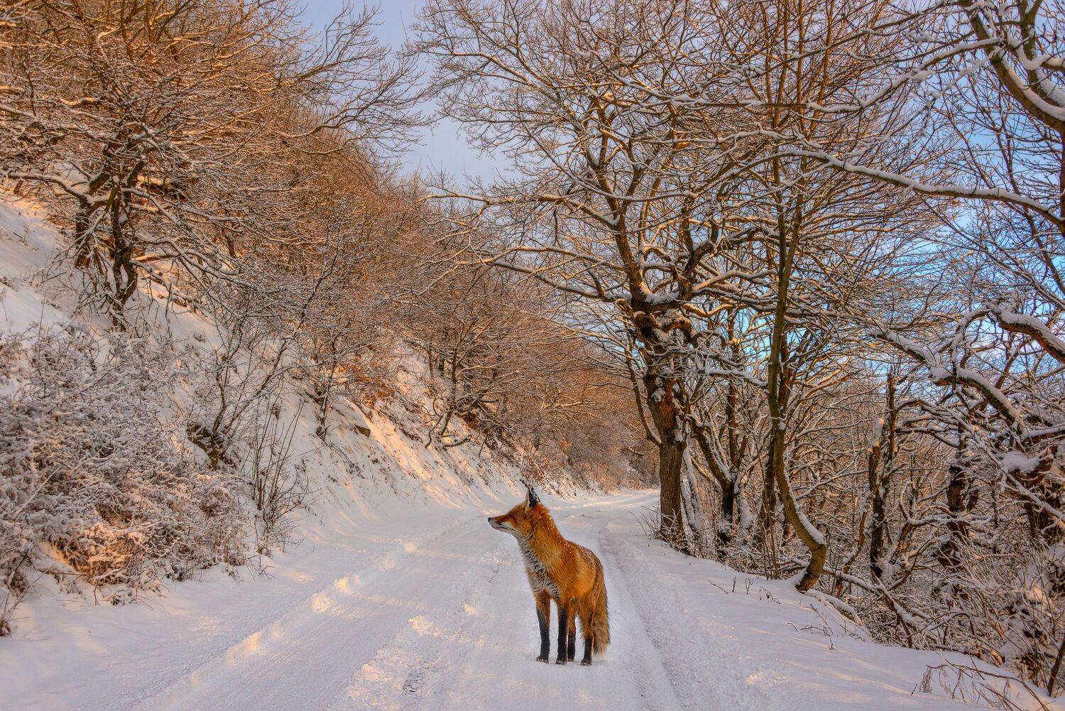 лиса,закат,природа,пейзаж,бештау,кмв,брежицкая, Елена Брежицкая