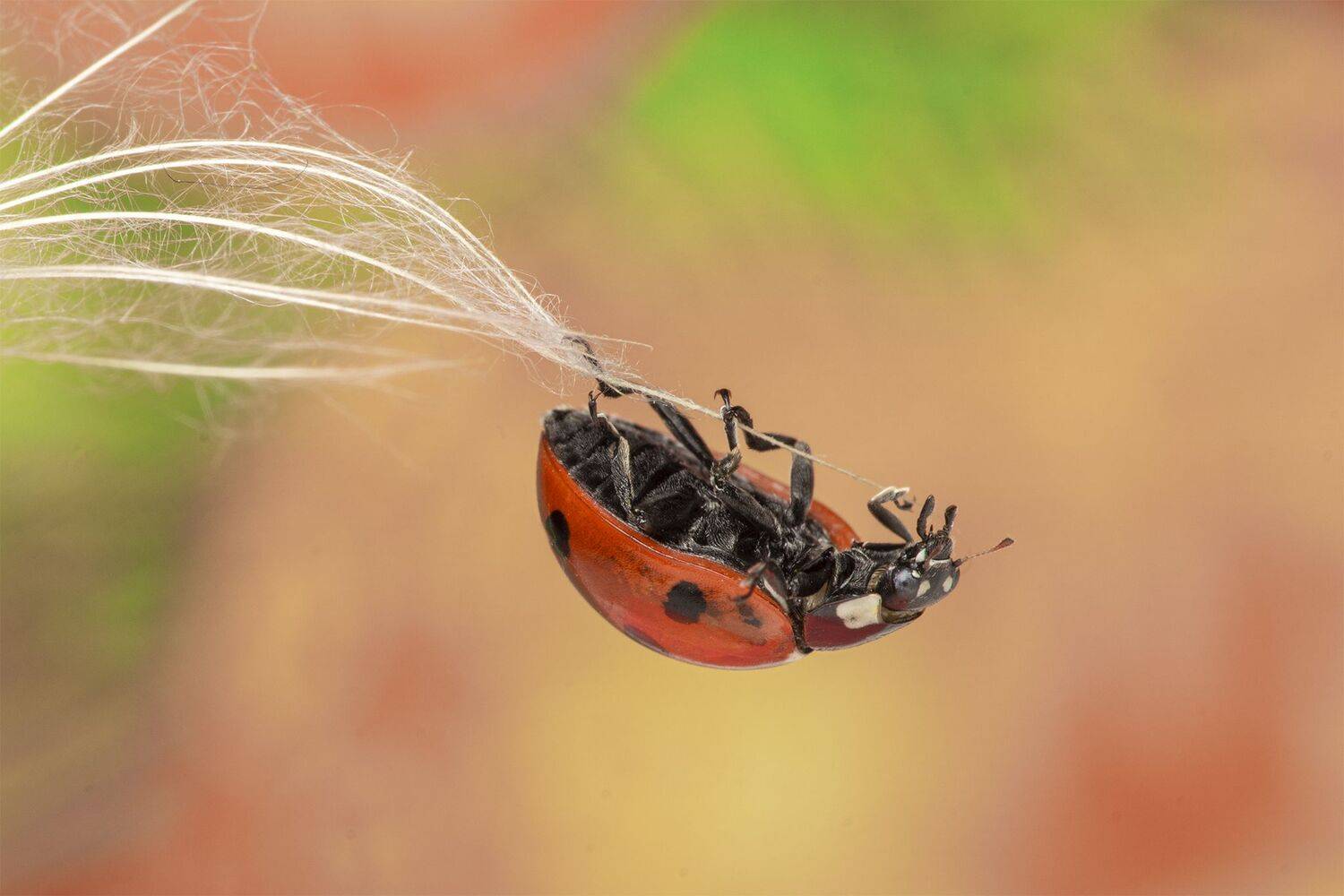 ceclii, macro, Tsvetan Ganev