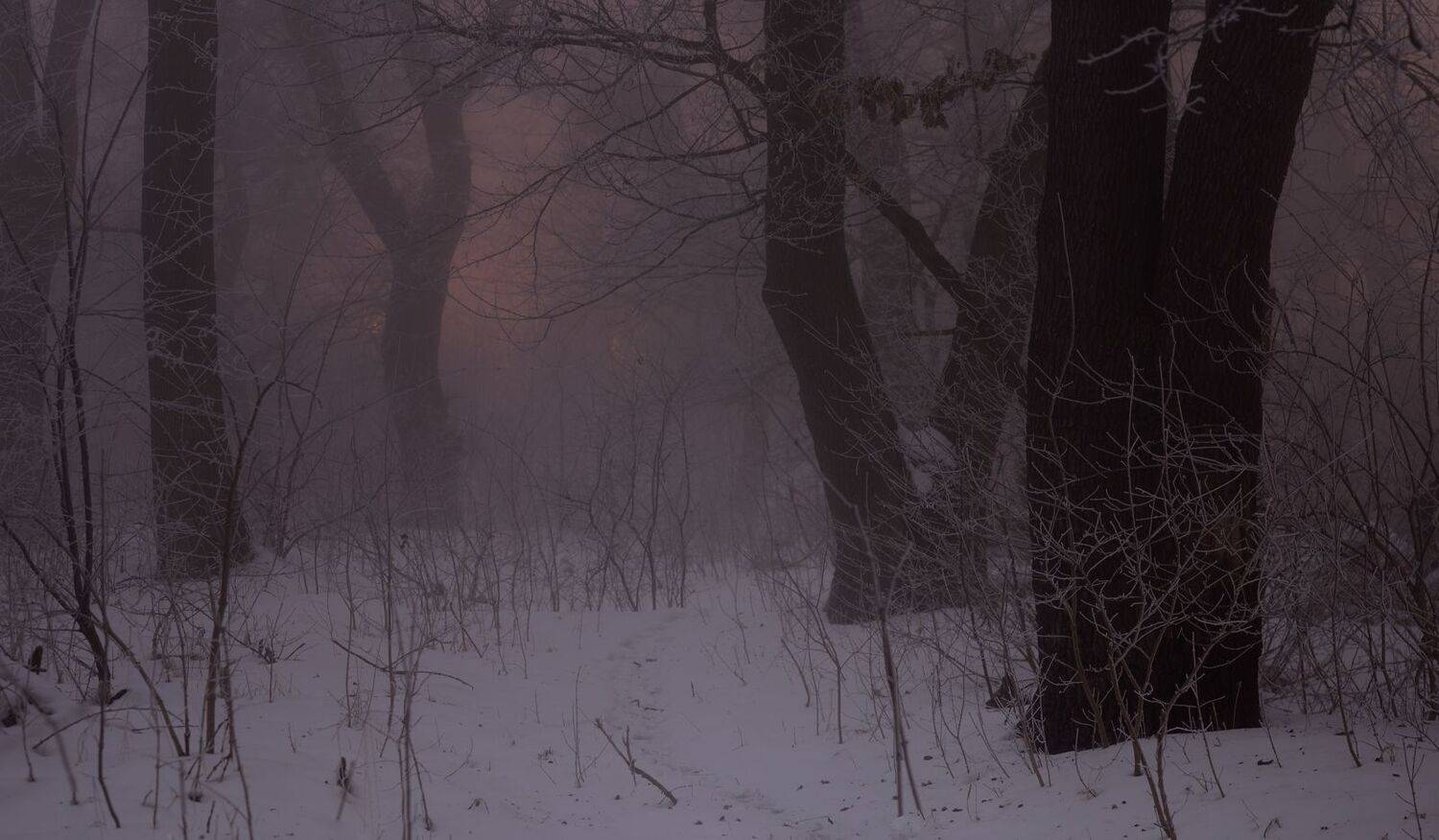 зима туман лес утро, Александр Жарников