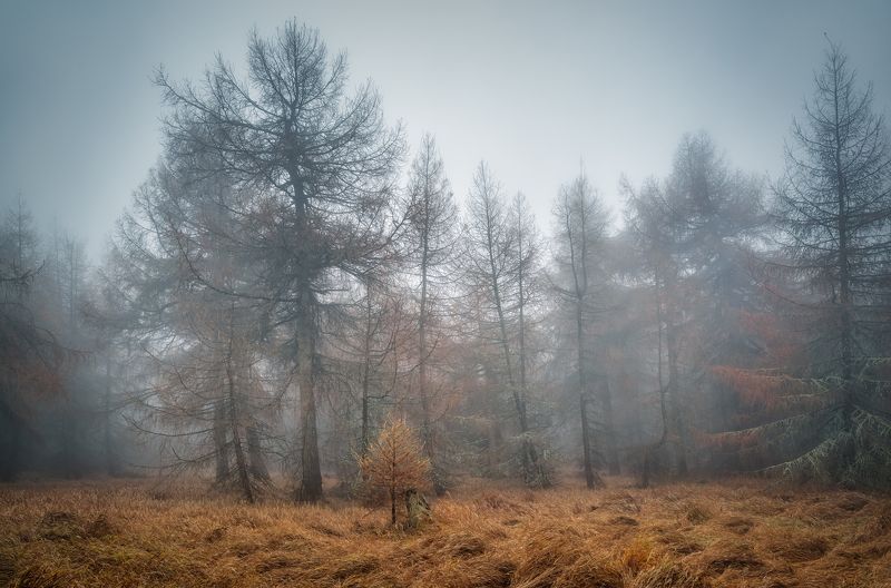 Горизонтальный  Нет людей  Фотография  Дерево  На улице  Лес  Природа  Живопись - Природа  День  Туман  Спокойствие  Красота в природе  Спокойная сцена  Пейзаж - Пейзажи  Ствол дерева  Негородская сцена  Лес  Растение  Окружающая среда  Небо Тишина Ноября фото превью