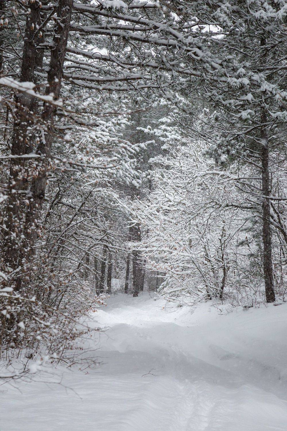 , Елена Покрепа